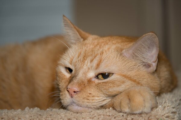 The red-haired cat lazily watches what is happening