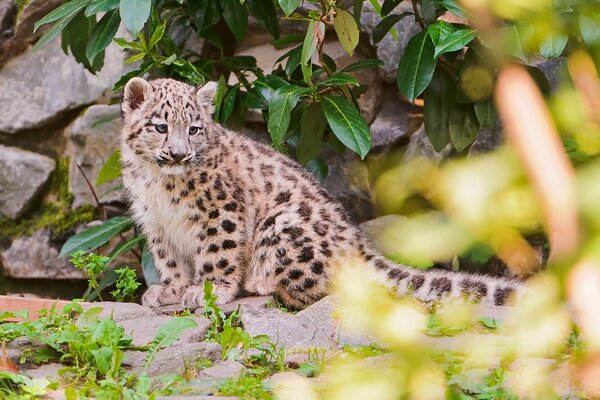 Leopardo delle nevi tra rocce e vegetazione