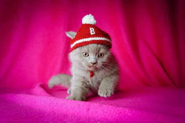 Chaton avec un bonnet rouge sur fond d écran rose