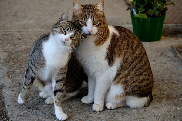 Funny cats are sitting next to a pot of flowers