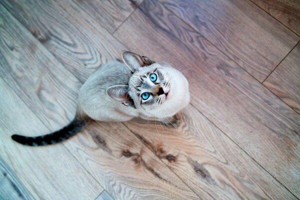 Vue de dessus de chat siamois aux yeux bleus