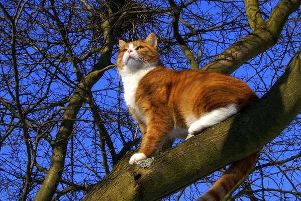 Rothaarige Muschi auf einem Baum