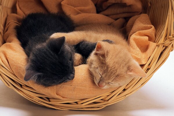 A pair of kittens sleeping in a basket