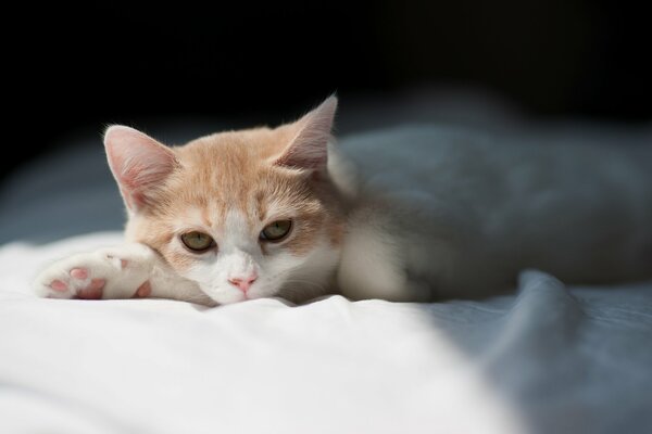 Gatito descansando en una sábana blanca