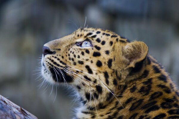 The leopard s gaze. Muzzle close-up