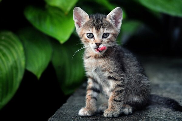 Leccare gattino su uno sfondo di foglie verdi più grandi