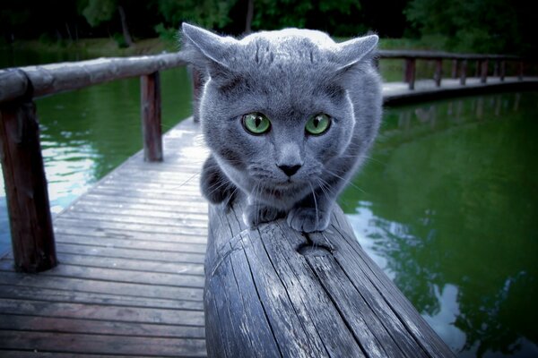 Lindo gato gris sentado en la barandilla