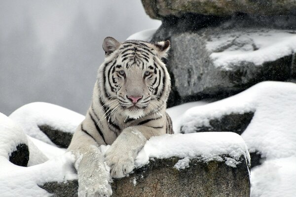 Tigre blanco yace en la nieve