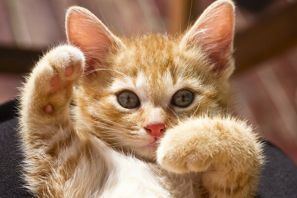 Petite Rousse chaton photos