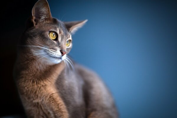 El gato de ojos amarillos se sienta y sonríe