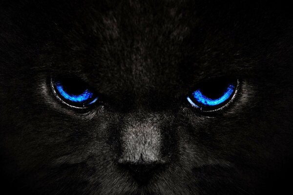 Black cat face with blue eyes