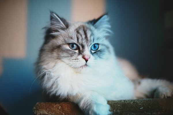 Gato peludo de ojos azules mirando a lo lejos