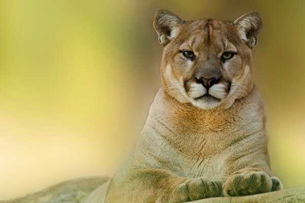 Cougar avec une vue fière contemple ce qui se passe