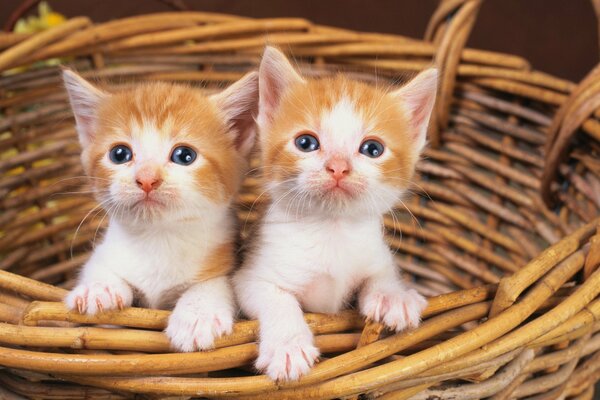 Dos gatitos en una cesta de mimbre