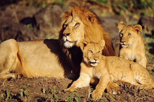 Famille de lions se prélassant au soleil