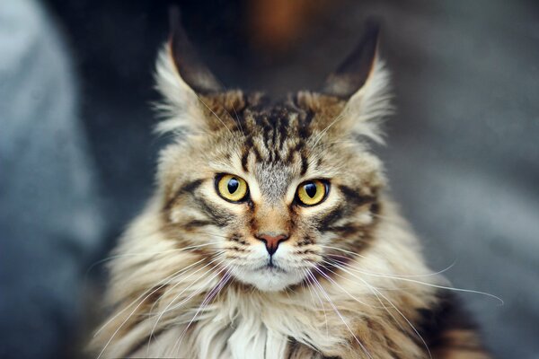 Gato de pelo largo de la raza Maine Coon