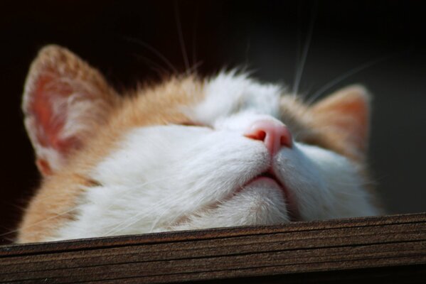 Un gattino addormentato giace con la faccia sulla tavola