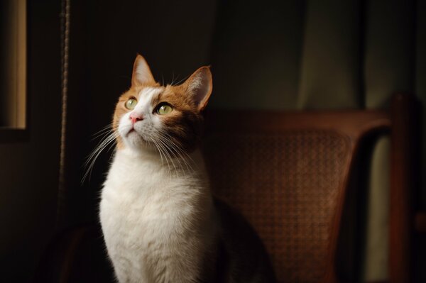 Gatto rosso con gli occhi verdi