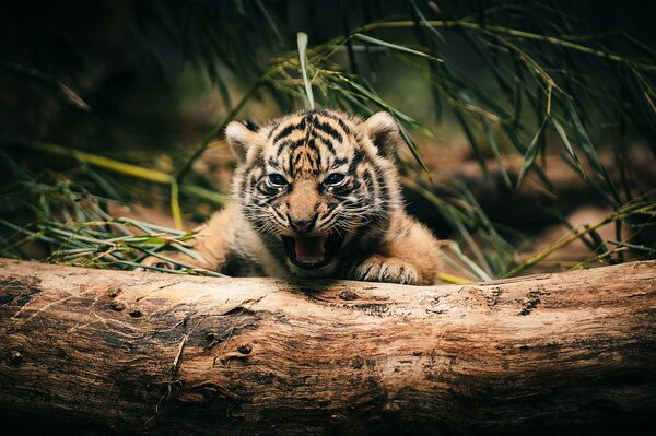 Ein gewaltiger Tiger gähnt hinter einem Baumstamm liegen