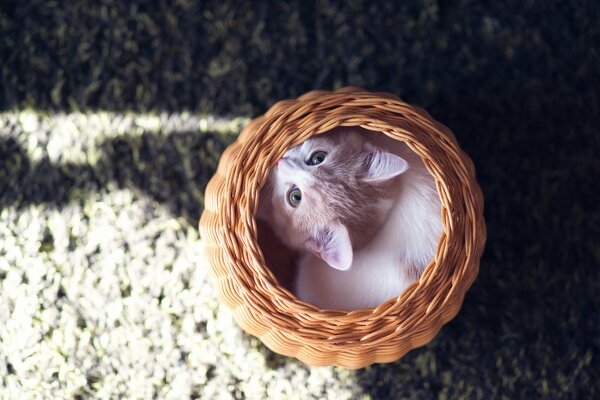 A cat sitting in a round basket