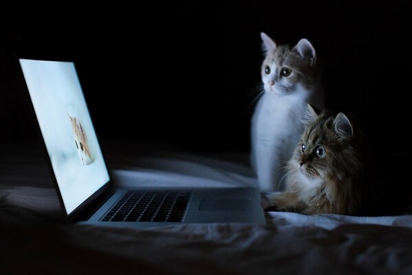 Chats regardant des images de chats dans un ordinateur portable