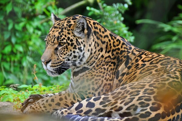 Jaguar auf dem Hintergrund der Natur räuberischen Blick