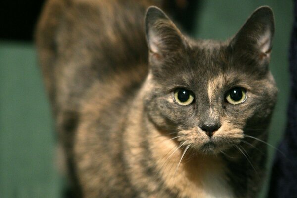 Beautiful cat on a green background