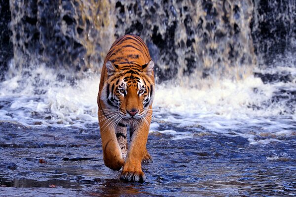 Tigre du Bengale sur fond de cascade