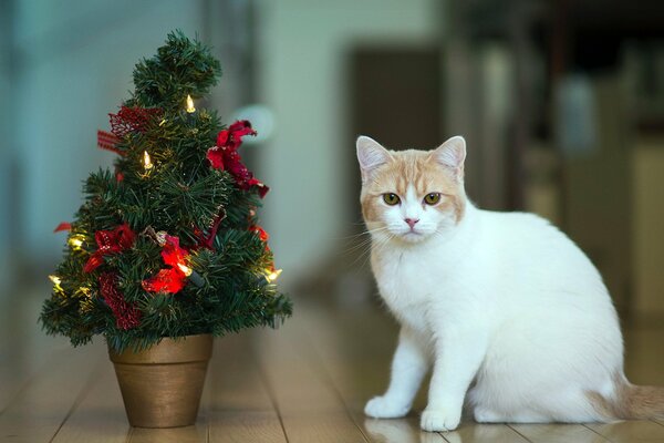 Chat blanc près d un arbre de Noël dans un pot