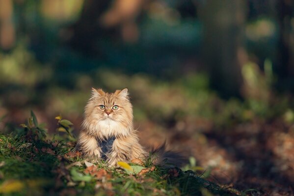 Chat roux moelleux dans l herbe