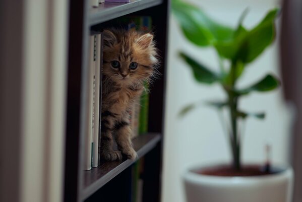 Chaton assis parmi les livres debout