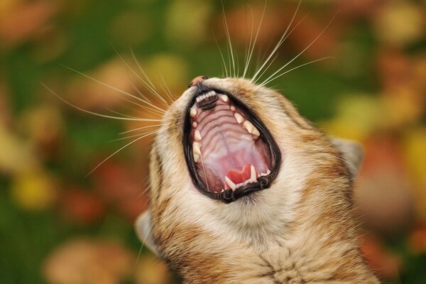 The head of a yawning cat on a blurry background