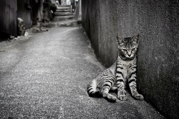 Chat solitaire dans la rue