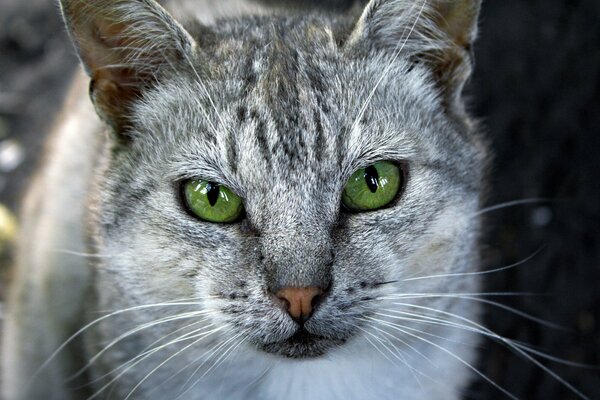 Chat gris avec des yeux verts