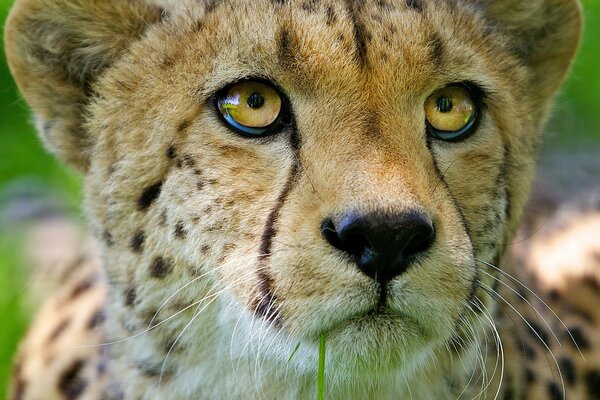 Photo d un guépard en gros plan