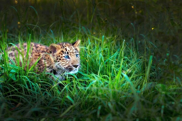 Gatito leopardo escondido en la hierba