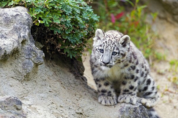 Snow leopard in the wild