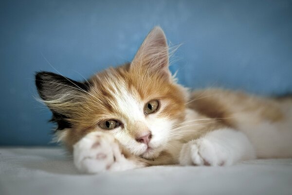 Gatto che guarda in un ambiente accogliente