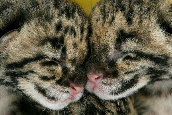 A couple of spotted cats are sleeping