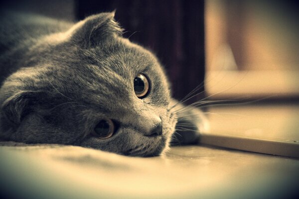 Gato británico con mirada triste