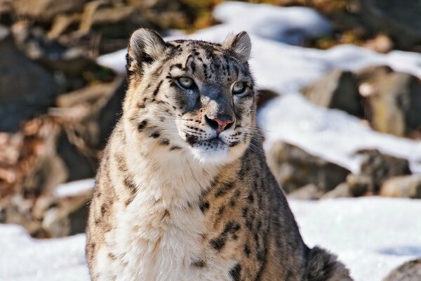 Snow Leopard inspecte son territoire