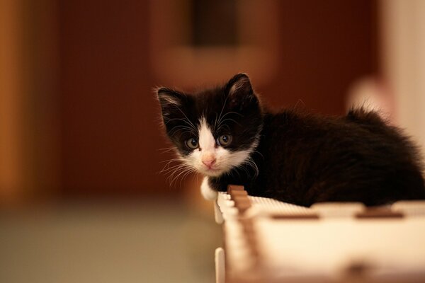 A black and white kitten with a pink nose