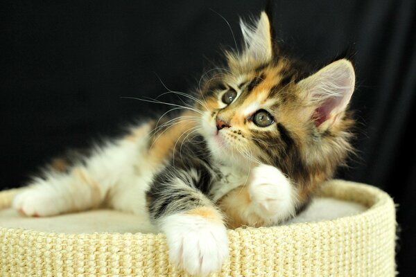 Tricolor kitten with big ears