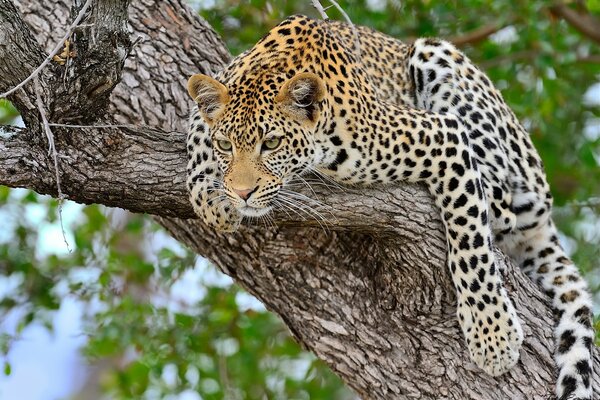 Gran gato leopardo en un árbol