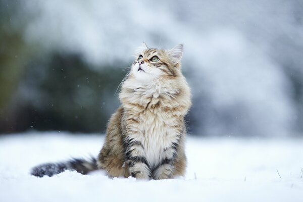 Gato peludo a rayas con una mirada melancólica en la nieve