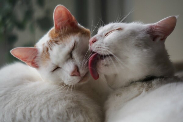 Gentle caress of two white cats