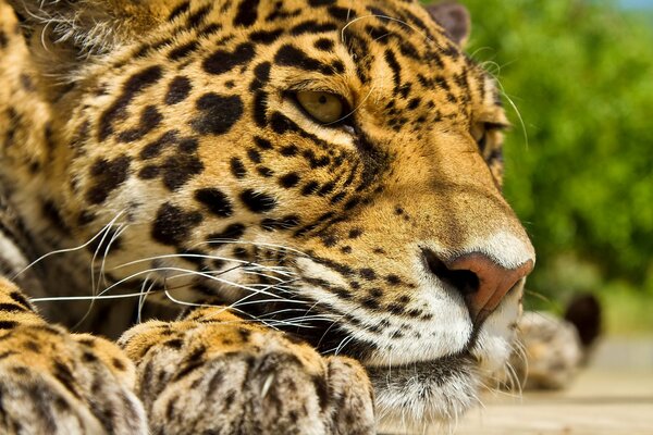 Jaguar ruht im Sommer in der Sonne