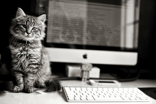 El gato y la computadora de apple