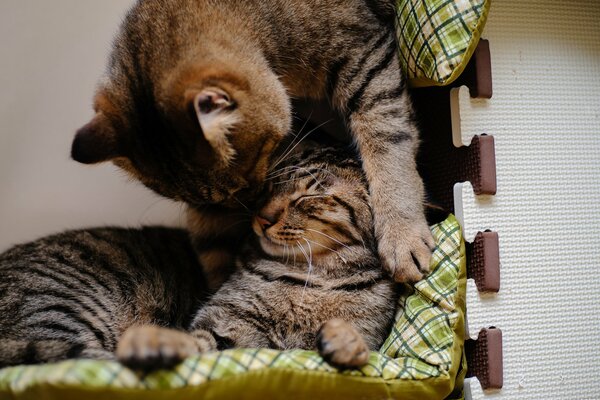 Dos gatos a rayas abrazándose