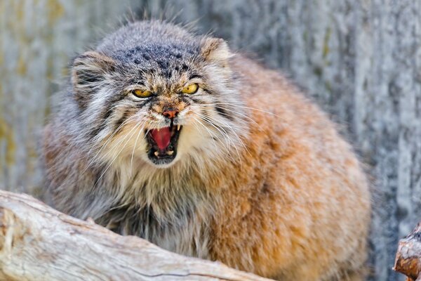 Wildes Manul in der Natur im Wald